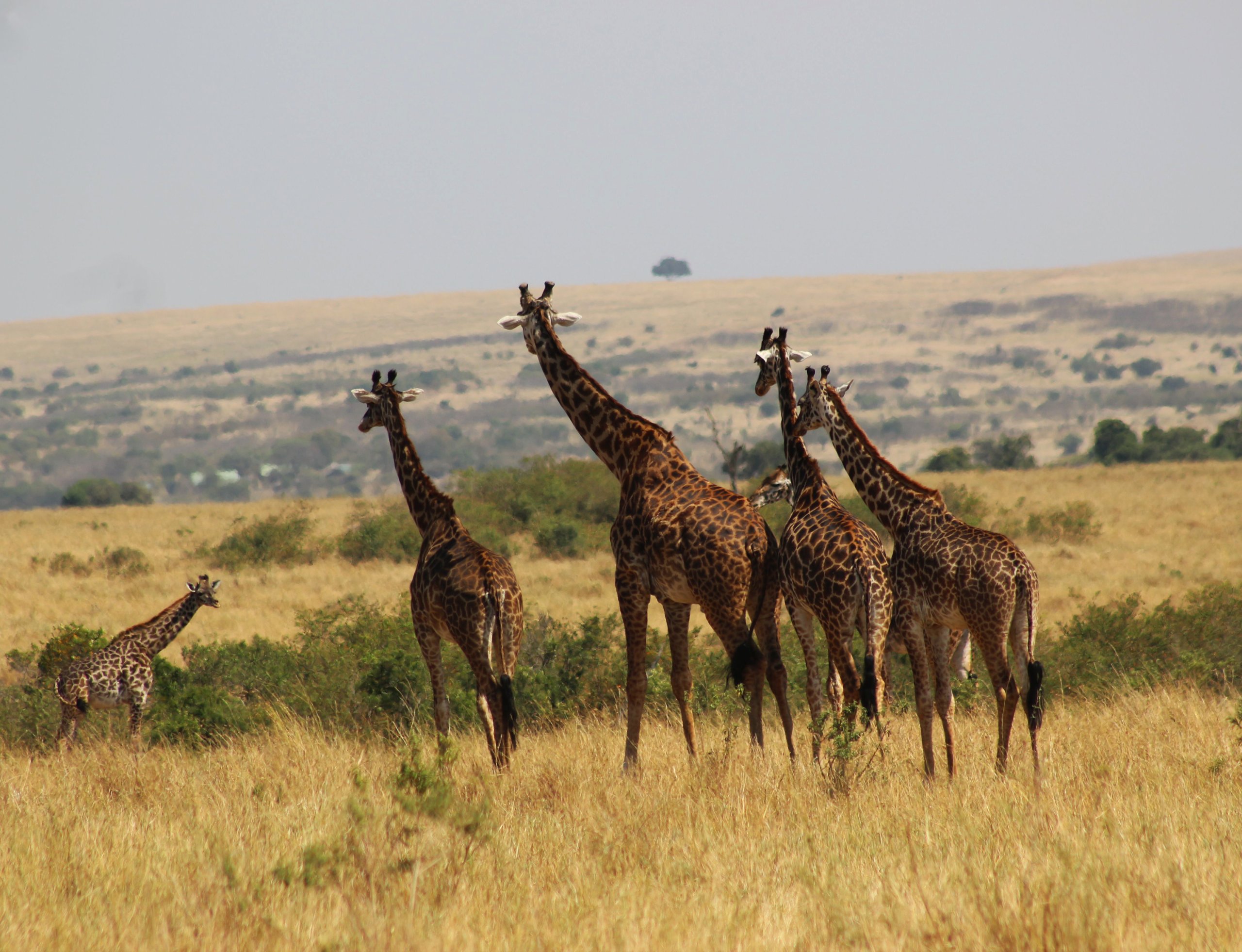 İstanbul Çıkışlı Kenya & Tanzanya Büyük Göç Safari Turu | THY ile 9 Gece